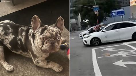 woman clings to car french bulldog